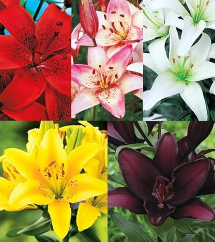 Set 5 Stk. Baumlilie Asiatische Orientalische Lilienzwiebeln Riesenlilien Lilium Zwiebeln Knollen Winterhart mehrjährig duftenden Prachtblüten Hochgewachsene Lilie (Set 5 Stk- asiatische Lilie)