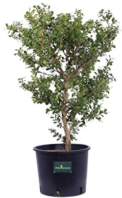 Pianta di Buxus Microphylla Faulkner pianta di Bosso Faulkner pianta da esterno pianta da giardino pianta vera di Bosso venduta da eGarden.store (Bosso Faulkner vaso 24)
