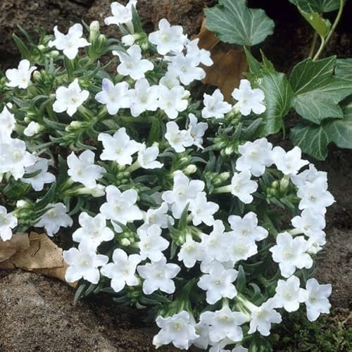Lithodora White | Evergreen Shrub | Outdoor Garden Ready Plant | Spring and Summer Flowering | Bright White Flowers [ 1 Litre Pot ] [ 1 Plant Supplied ]