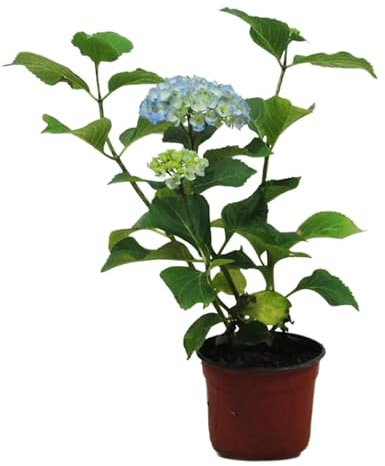 Hortensia Azul Natural Ideal para Crear Espacios Verdes en Casa