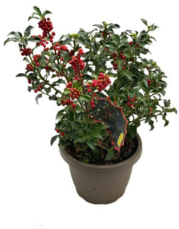 Acebo Natura Árbol de Exterior Conocido como Falso Muerdago - Ilex Aquifolium -