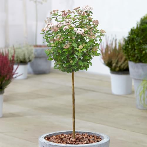 Árbol de Viburnum tinus Siempreverde en Maceta Ornamental para Patios y Jardines Pequeños