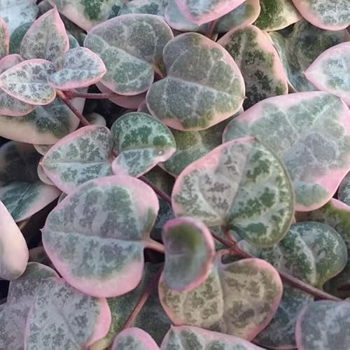 SUNNYPLANTS - Ceropegia Woodii Variegata - Knollen, Leuchterblume, Zimmerpflanzen, Sukkulenten