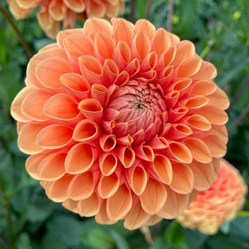 Dahlia Sylvia Flower Bulbs - Summer Flowering Bee Plants - Easy to Grow Tubers Producing a Generous Show of Light Orange Flowers Into Autumn - Grow in Beds, Borders, and Pots (Pack of 3 Dahlia Bulbs)