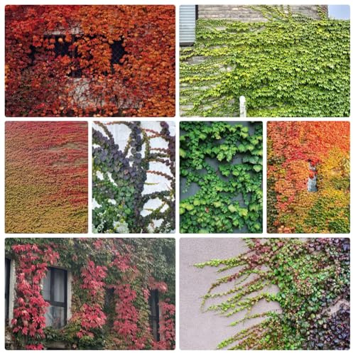 semi resistenti di vite selvatica, aiuola, giardino, per esterno, 500pcs