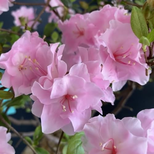 semillas de rododendro, jardín, silvestres azalea variedades antiguas para camas elevadas balcón Decoración jardín para exteriores, 25pcs