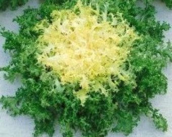 INDIVIA RUFFEC NR.300 SEMI