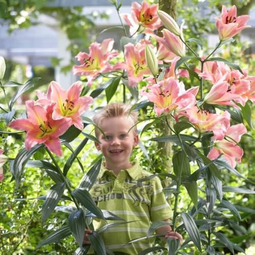 Lys Géants On Stage (3 pièces), Bulbes de Fleurs Hivernaux des Pays-Bas pour le Jardin (gros bulbes, pas de graines, non artificiels) (On Stage)