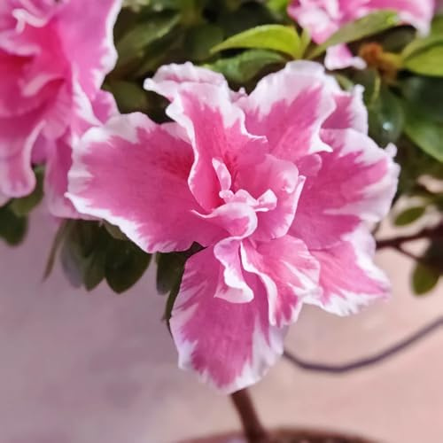 semi di rododendro giardino in pieno sole balcone resistenti 80pcs