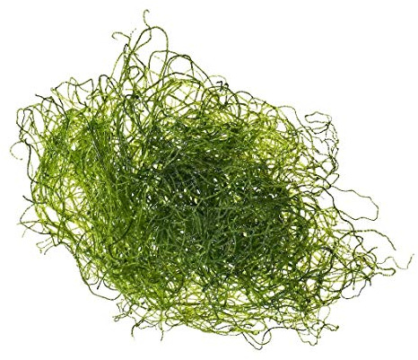 Alga Chaetomorpha per Refugium e Reattori ad Alghe porzione start circa 7cm Chaeto alghe comprare