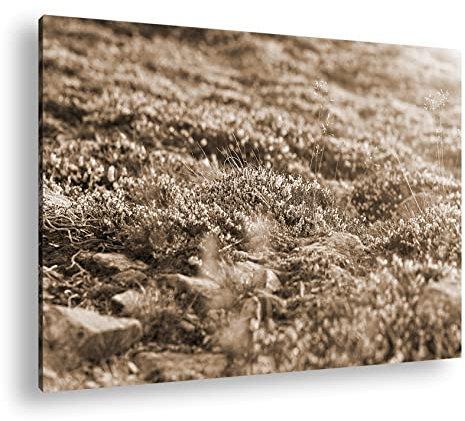 deyoli blühendes Heidekraut Effekt: Sepia Format: 60x40 als Leinwandbild, Motiv fertig gerahmt auf Echtholzrahmen, Hochwertiger Digitaldruck, Kein Poster oder Plakat