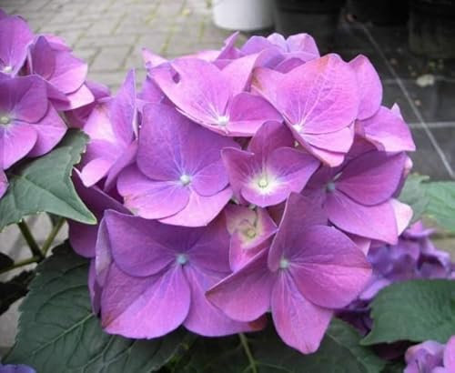 Bauernhortensie Hobergine - Hydrangea macrophylla Hobergine