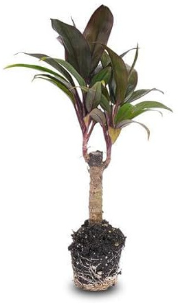 Mini palma Cordyline fruticosa Purple Compacta – Planta de terrario – Ø 6 cm – Lirio de maza compacto con follaje violeta – Fácil de limpiar y decorativo