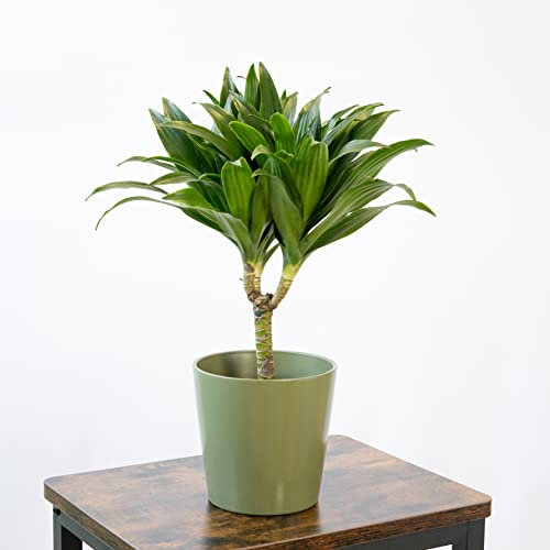 SMPLY. Planta Dracaena Compacta Natural Viva de Interior Muy Decorativa En Maceta Ø 15 Ideal para el Hogar o para Regalar