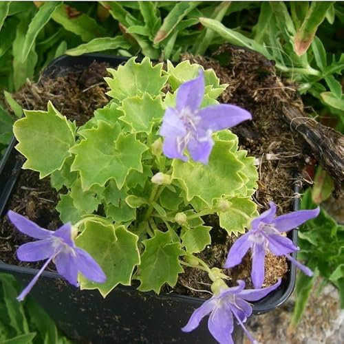 6x Campanule 'Dickson's Gold - Campanula ‘Dickson’s Gold’ - Godet 9x9cm