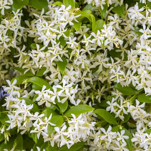 Vivai le Georgiche - Pianta vera di Trachelospermum jasminoides - vaso Ø 24 cm