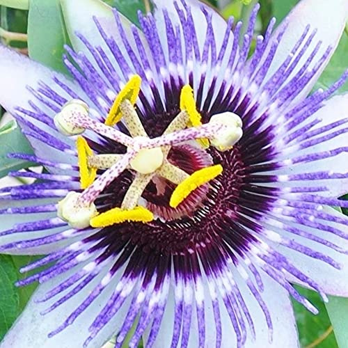 GardenersDream Passiflora Damsels Delight - Fleur de la Passion Rose-Lilas - Plante Grimpante Bicolore - Plante Extérieur Exceptionnelle