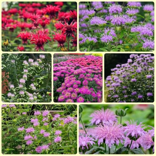 Semi di balsamo dorato, Monarda didyma, decorazione del giardino per esterno Monarda fistulosa, semi di resistenti all'esterno Le perenni sono 500pcs