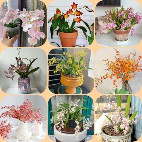 Semi di orchidea Oncidium - resistenti per giardini rocciosi resistenti da balcone esotico semi di come bomboniera da ufficio per gli amanti 200pcs