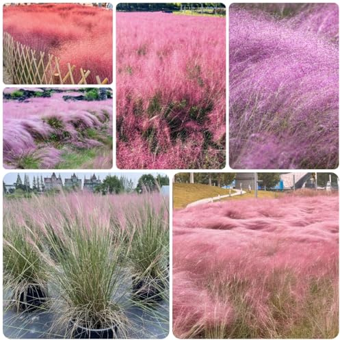 muhlenbergia capillaris, grünpflanzen zimmerpflanzen ziergras winterharte ziergräser für kübel exotische terrassenpflanzen sträucher für den garten büropflanzen schattenpflanzen zimmer 650samen