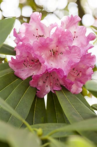 Rhododendron INKARHO ® 70-80 cm - rosa Dufthecke, duftende Blüten, Blütezeit Mai-Juni, ideal für Hecken, pflegeleicht und winterhart