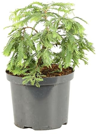 Méta-séquoia Hamlets Broom - Metasequoia Glyptostroboides Hamlets Broom 40/50 cm Pot 2,5l - Plante En Pot - Hauteur 40/50 Cm - Exposition Soleil ou Mi-ombre Sol