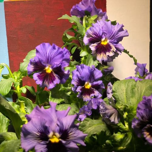 semi di viola del pensiero - viole del pensiero decorazione organica per balcone giardino di interno Decorazioni autunnali per un giardino resistente 75semi