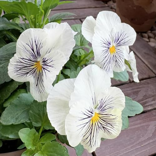 Semi di violetta cornuta - resistenti per balconi Viola cornuta - semi di copertura del terreno da balcone resistenti decorazione da giardino per esterni 180pcs