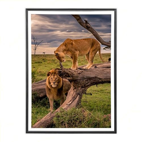 Sicignano | Cornice Bombata Moderna 50x70 cm in Legno Nero con Pannello MDF Robusto Vetro Crilex - Portafoto da Parete Orizzontale Verticale, per Foto Quadri Poster Documenti Diploma Laurea