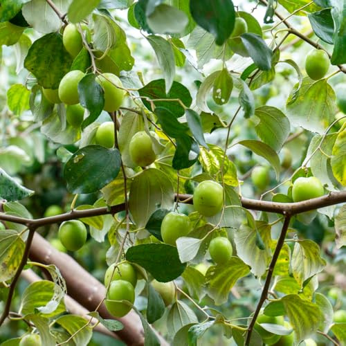 pastilla resistenti colonnari semi di perenne resistenti bonsái di interni espaldera giardino comprare bonsái 30pcs