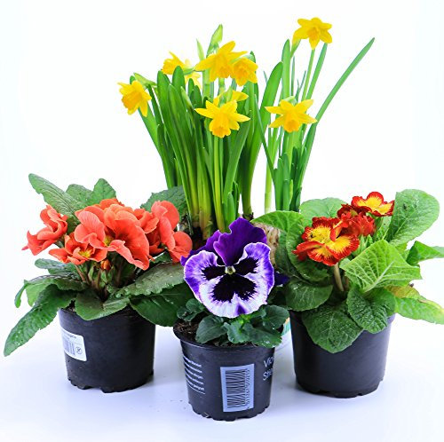 Frühlingsblumen Set 1, Primeln, Narzissen & Stiefmütterchen