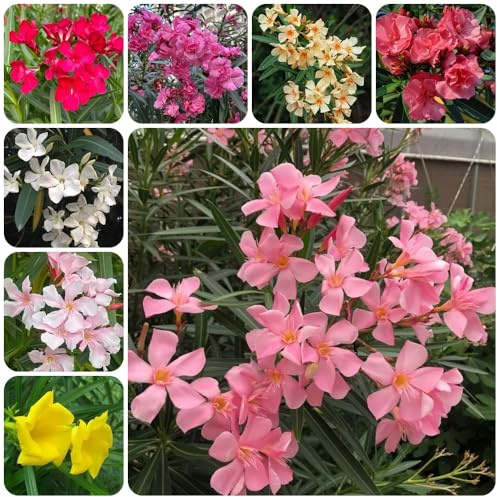 Semi di oleandro - arbusti fioriti resistenti Nerium oleander - regali per gli amanti del giardino per luoghi soleggiati decorazione floreale semi di perenni 20pcs