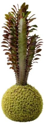 Planta Viva de Interior en Kokedama Euphorbia Trigona – Decoración Natural | DECOALIVE