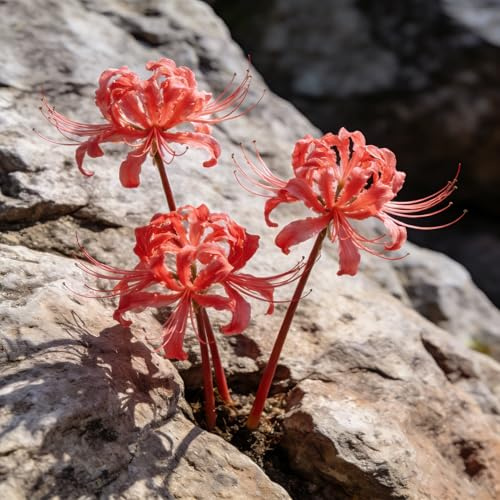 giglio ragno, lycoris radiata tappezzante resistente giglio ragno, di sangue resistenti in vaso balcone resistenti giardino decorazione balcone 10bulbi