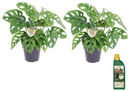 Plant in a Box - Set de 2 - Pokon - Monstera 'Monkey Mask' - Pianta d'appartamento - Vaso 12cm - Altezza 25-30cm