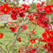 3 x Cognassier du Japon 'Nicoline' - Chaenomeles Superba 30-40 cm en conteneur - L'éclat Printanier du Cognassier du Japon 'Nicoline'