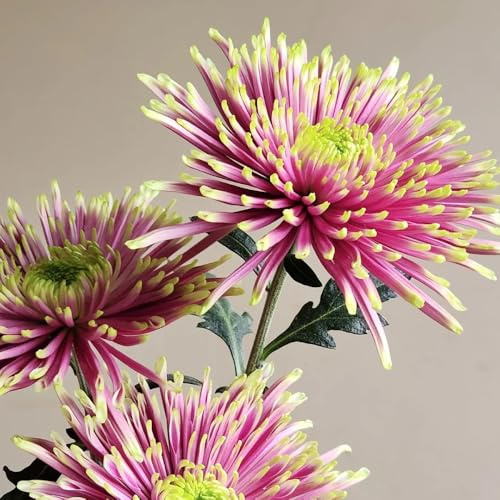 Chrysanthemen, garten balkongewächshäuser zimmerpflanzen wohnzimmer deko balkonpflanzen blumenwiese 450Samen