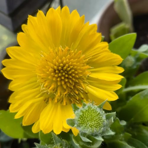gaillardia semi di per balcone di selvatici esotici giardino, balcone Arredamento del soggiorno con rialzata semi tappezzanti 700semi