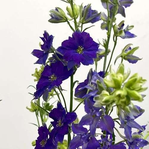 rittersporn pflanzensamen pflanzendeko Delphinium grandiflorum - balkonpflanzen frühling blumenbeet balkon wildblumen balkonblumen pflanztöpfe schnittblumen kräutersamen blumensaat 200samen