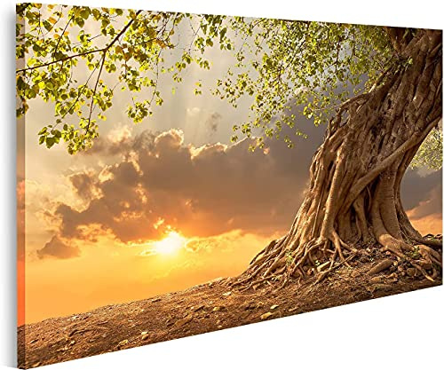 islandburner Bild auf Leinwand Wunderschöner Alter Baum Sonnenuntergang - Leinwand Bilder in verschiedenen Formaten für Wohnzimmer, Schlafzimmer oder Küche - Leinwandbilder, Wandbilder, Wand-Bilder