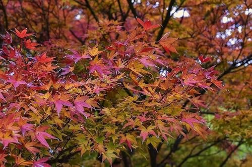 Fächer-Ahorn Ac. palmatum Pflanze 90-100cm Japanischer Fächerahorn Ahorn