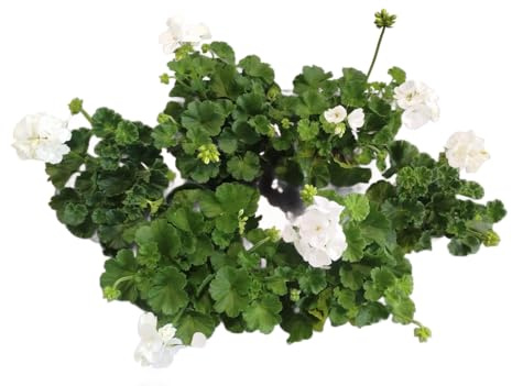 Geranios Blancos DECOALIVE Pack de 6 Plantas Naturales con Flores Blancas