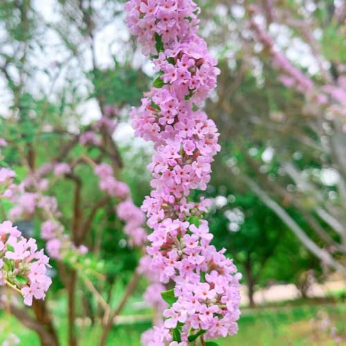 semi di cespuglio di farfalle, cespuglio da giardino, buddleia to perenni, ombra 250pcs