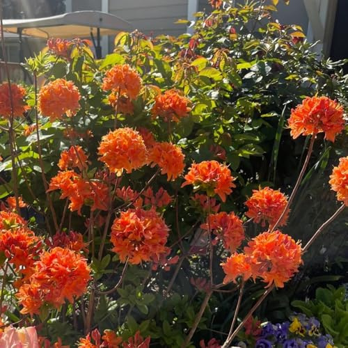 Semi di rododendro, giardino roccioso sono resistenti azalea resistenti, per il rustiche 120pcs