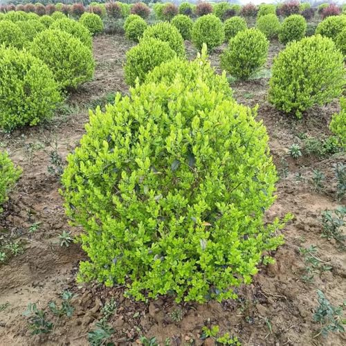 Semillas de aligustre - de seto semillas orgánicas variedades antiguas exótico del jardín jardín verdes resistentes 550pcs