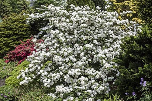 Viburnum plicatum 'Dart's Red Robin' 80 cm Stammhöhe – Winterhart, Mehrjährig, Pflegeleicht – Japanischer Schneeball – Solitärstrauch für Garten & Beet