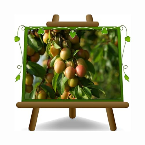 EURO PLANTS VIVAI Susino Coscia di Monaca di Ponzano Pianta da Frutto su Vaso: ø 24/26 cm. - *Altezza: 160~180 cm. - Età 4 Anni