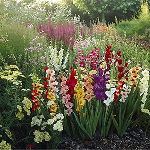 Tolera el frío.Hojas altas y grandes. Gladiolo que no requieren pregerminación, Gladiolo Rizoma, Perfectas para Jardines,-5 Gladiolus-I