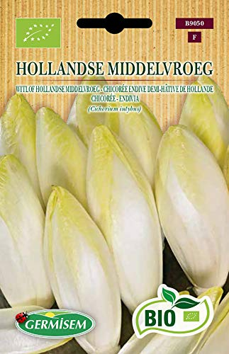 Germisem Chicorée HOLLANDSE MIDDELVROEG