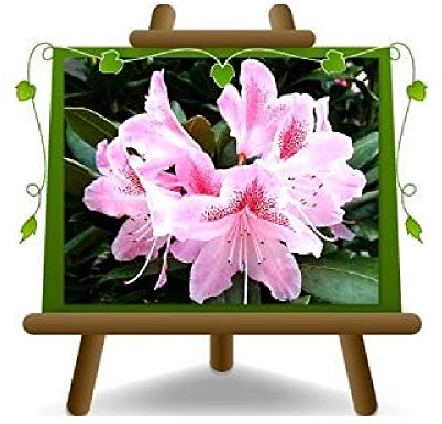 EURO PLANTS VIVAI Rhododendron Rosa Cosmopolitan Pianta Ornamentale su Vaso 22 cm Chioma 45~55 cm